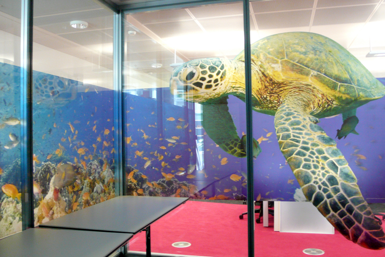 Glazing and Architectural Films turtle